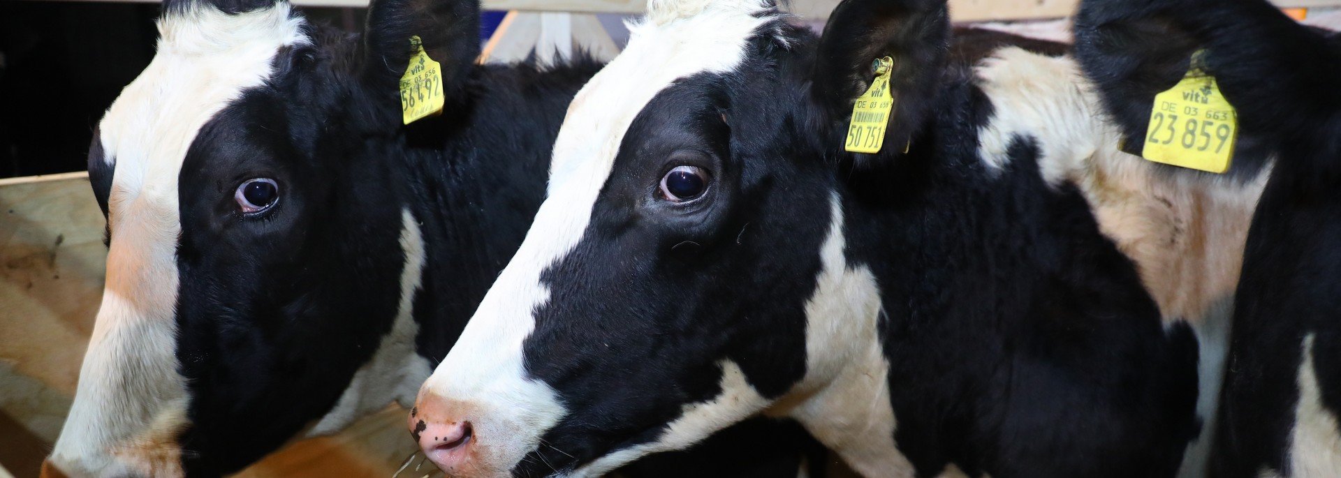 Германиядан әкелінген алғашқы сиырлар Orbis Agro фермасына жеткізілді